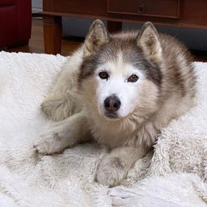 Meet your Posher, Audrey